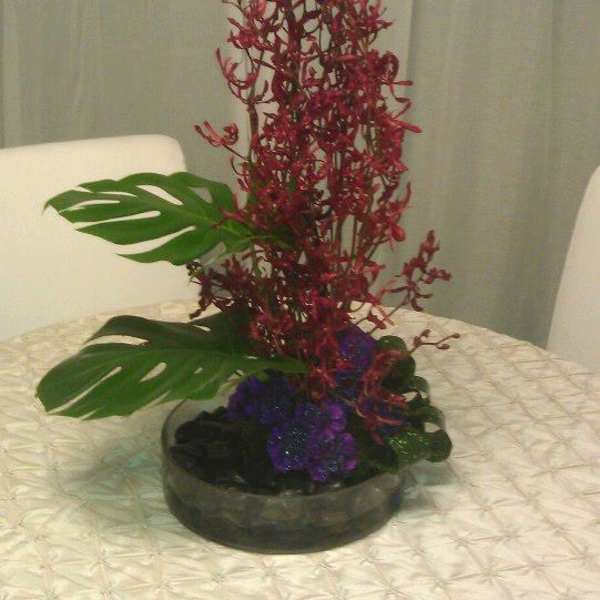Orchids of Plenty