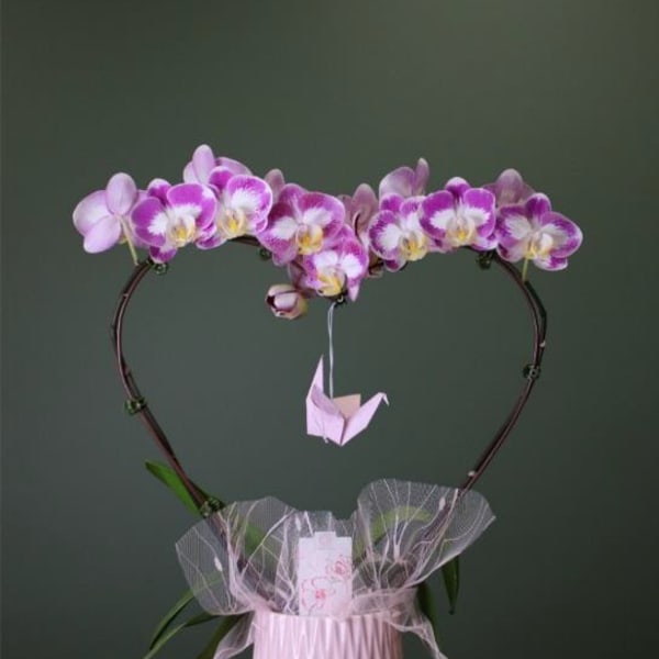 planted orchid single heart