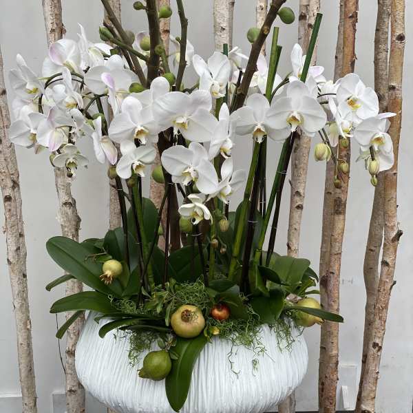 Passover Orchids