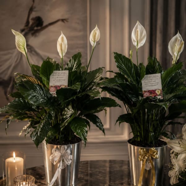 Peace Lily