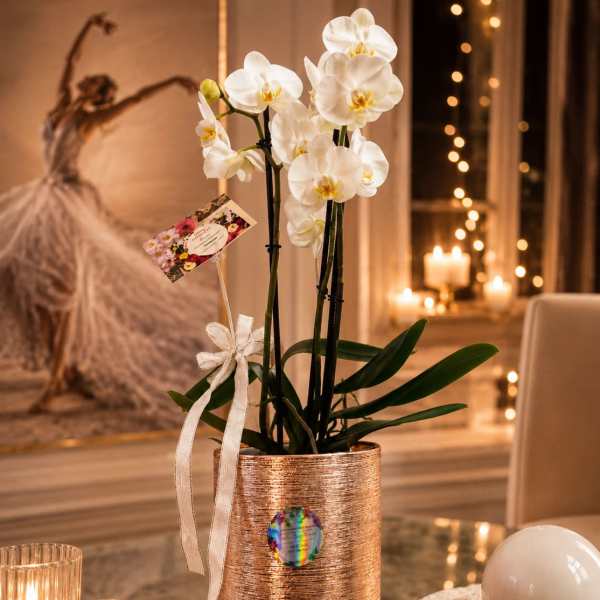 Orchids