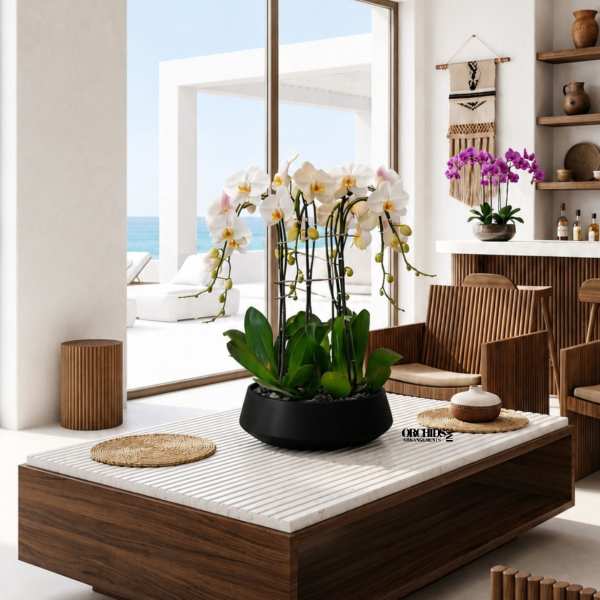 White Phalaenopsis Orchids – Same Day Orchid Arrangements