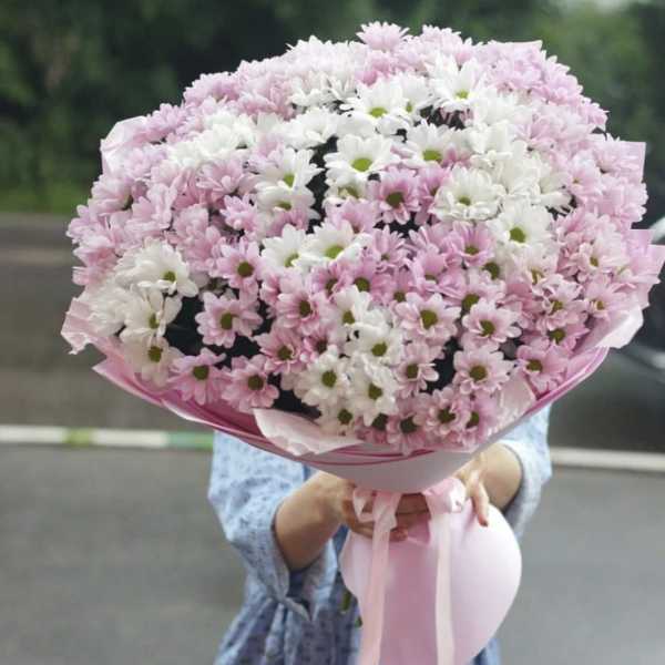 Large bouquet of pink and white daisies wrapped in pink paper