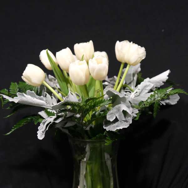 white dove