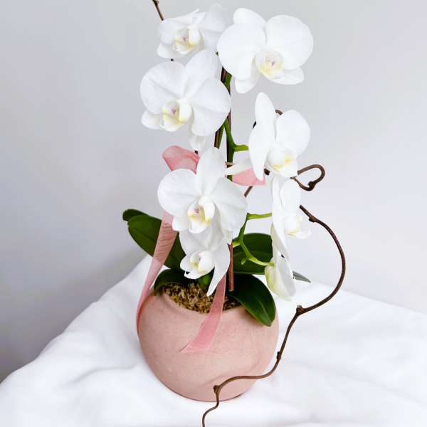 Elegance Modern Phalaenopsis (with Curly Willow)