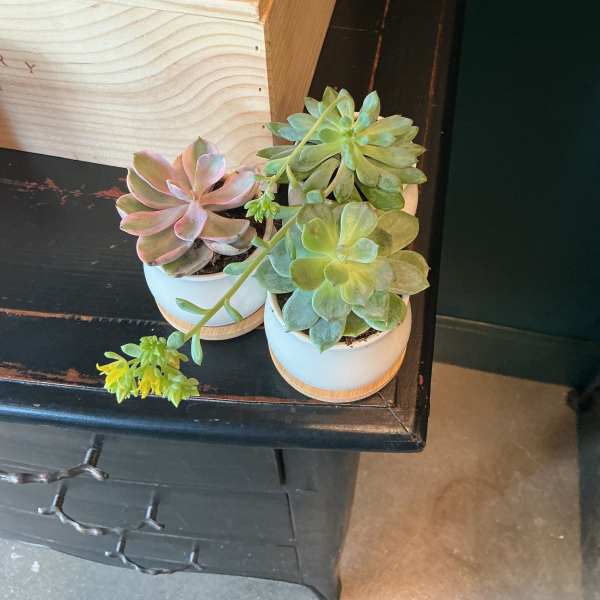 Junior Succulent