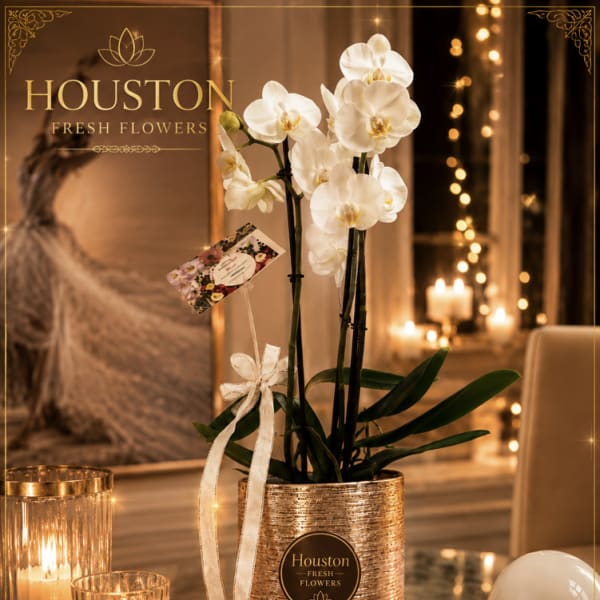 Orchids