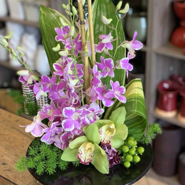 Garden of Orchids