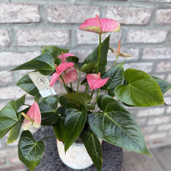 Potted Pink Antherium