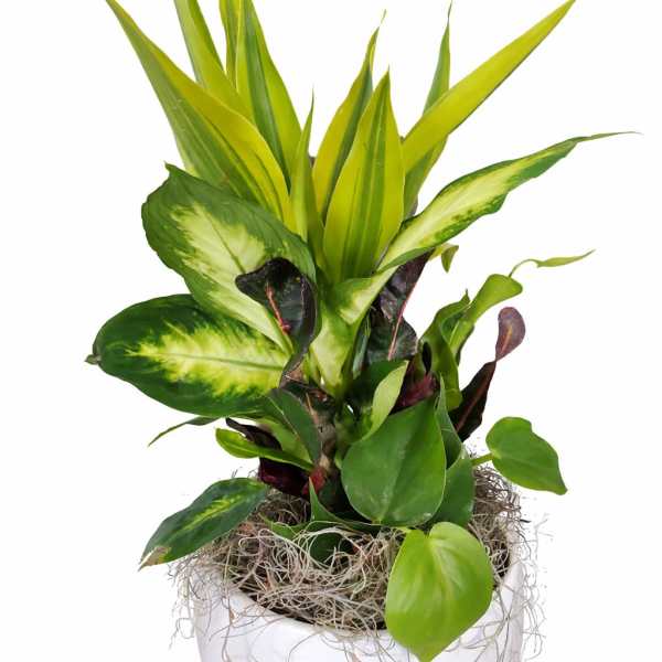 Plant Garden