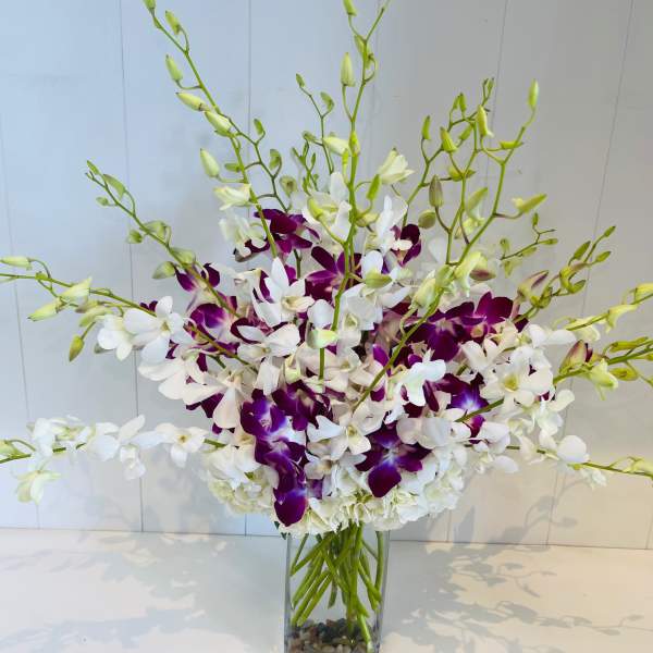 Orchid Breeze