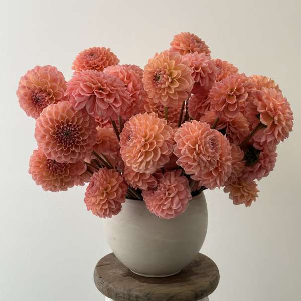 The Calling all Dahlia Lovers arrangement!