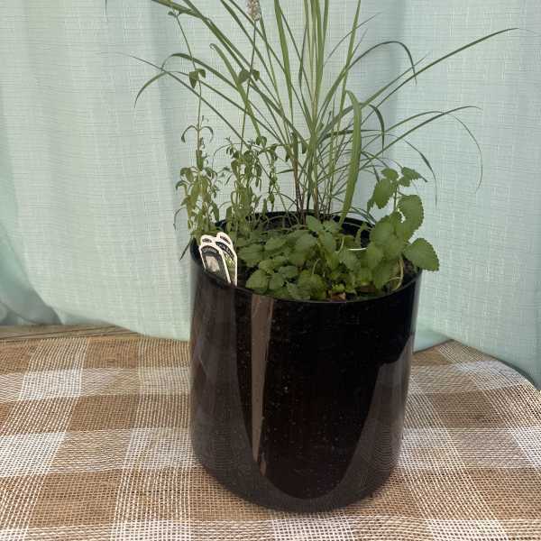 LEMON BALM/GRASS AND LAVENDER LEMONADE STARTER WITH RECIPE