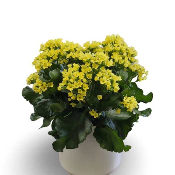 6" Kalanchoe Plant