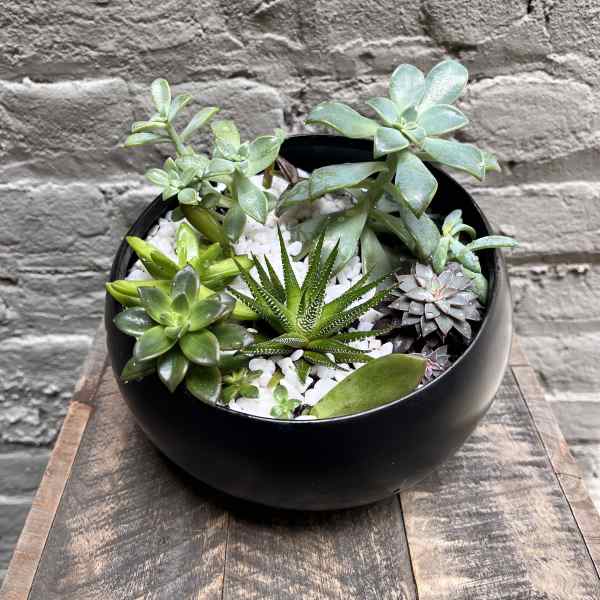Succulent Bowl