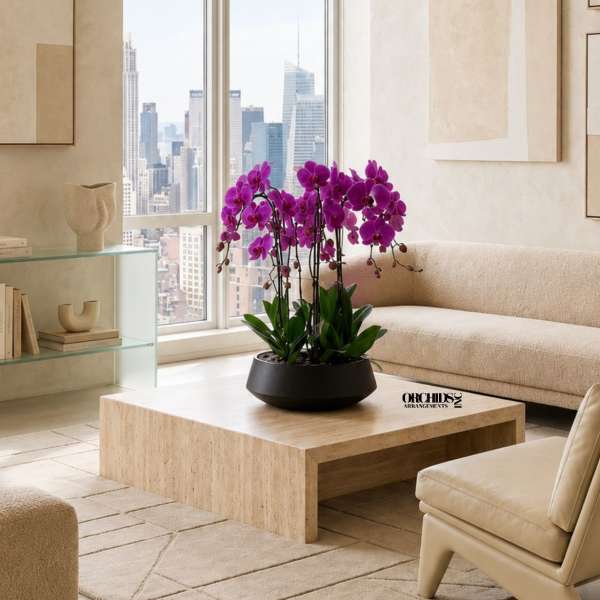 Purple Orchids Phalaenopsis – Same Day Orchid Delivery