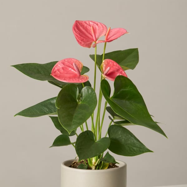 Pink anthurium plant in a beige pot