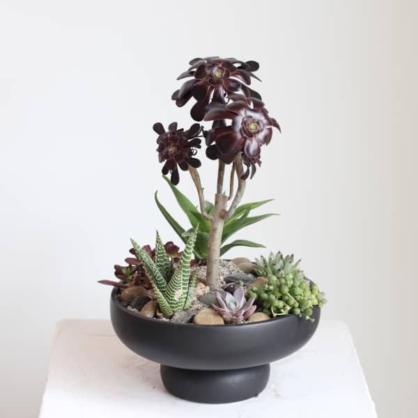 Deluxe Succulent Garden