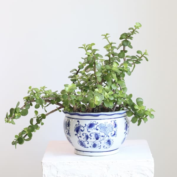 Jade Plant in Chinoiserie