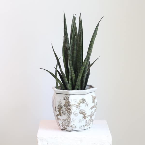 Sanseveria in Chinoiserie Pot