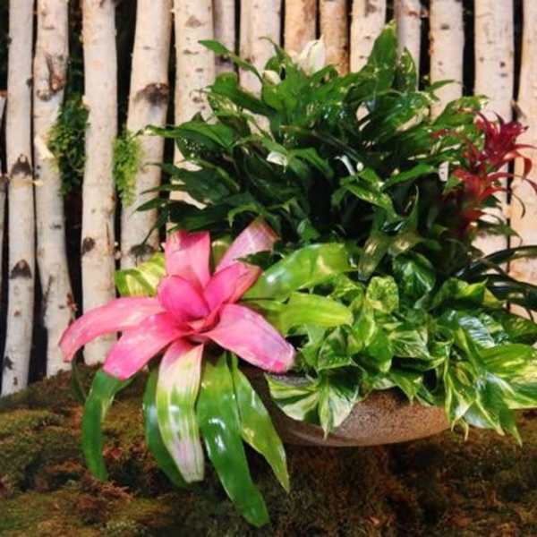 Garden Mix
