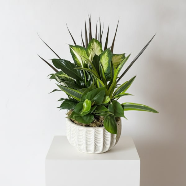 Ceramic Dish Garden ( Croton, Peace Lily, Philodendron and Dracaena Plants)