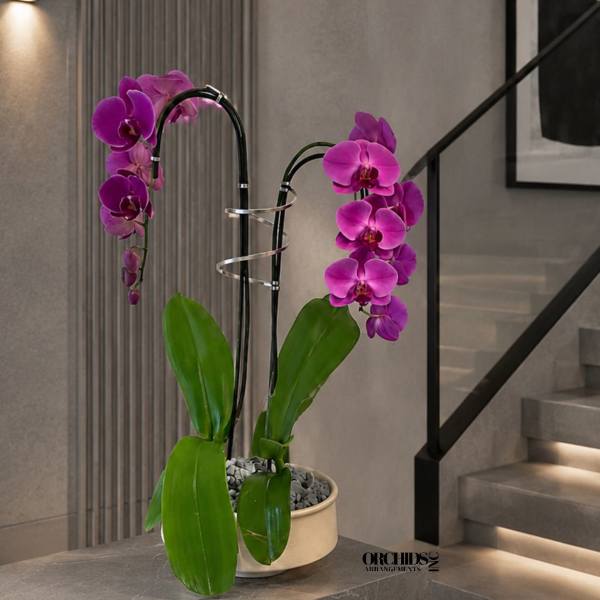 Purple Orchid Arrangement - Delivery Orchids Same Day