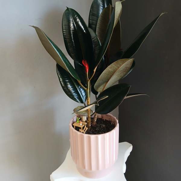 Ficus in Pink PL113