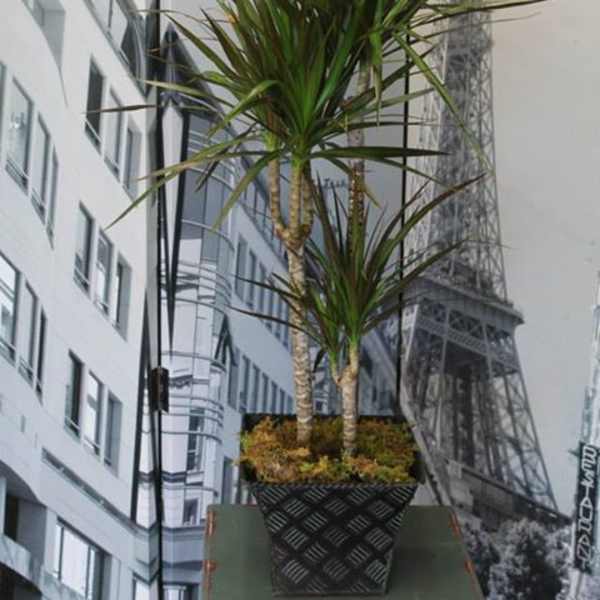Tall potted dracaena-style houseplant in a black square pot against a cityscape backdrop.