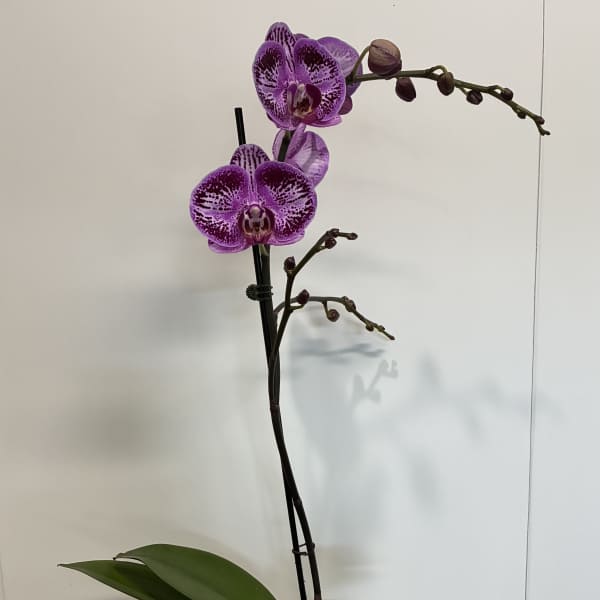 Dark Purple Orchid Plant