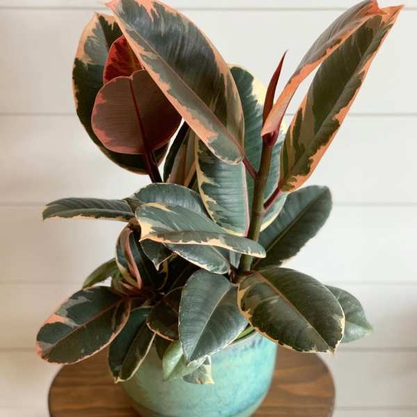 Ficus Plant