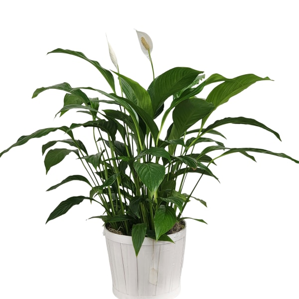8" Peace Lily Spathiphyllum Plant