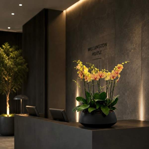 Peach Phalaenopsis Orchids – Same Day Orchid Arrangements