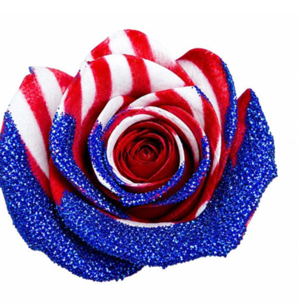 Patriotic 250 Anniversary Rose