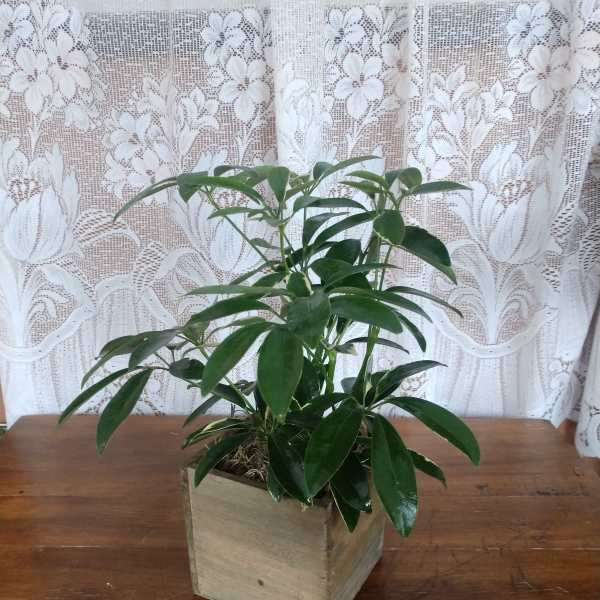 Potted green houseplant in a square wooden planter on a wooden table