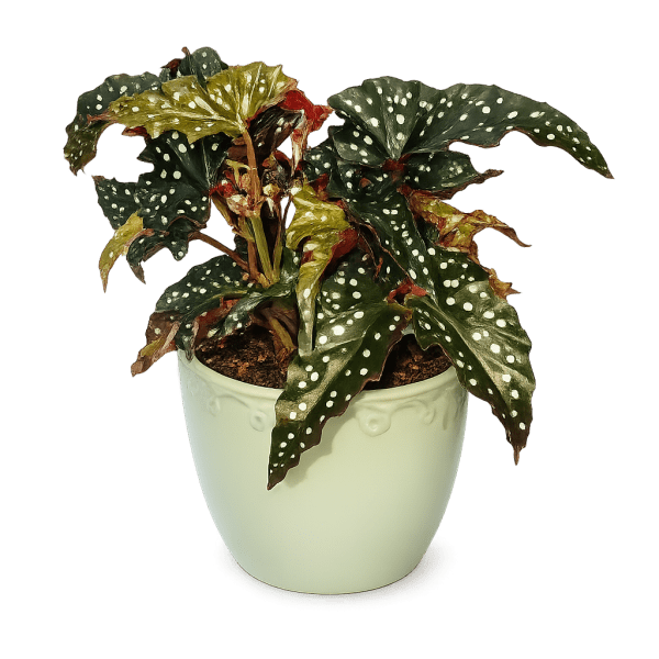 Polka Dot Begonia Plant