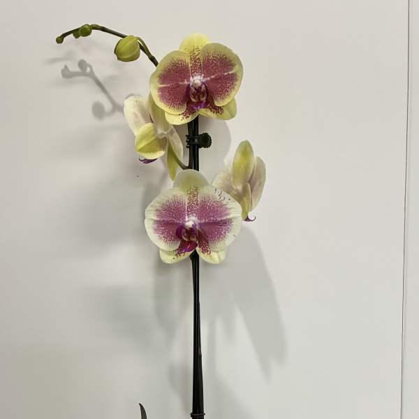Yellow and Purple Orchid Plant