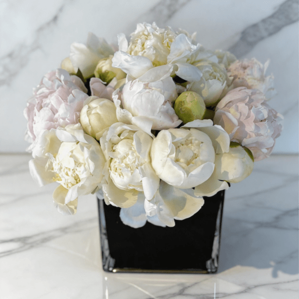 The Purest Peony