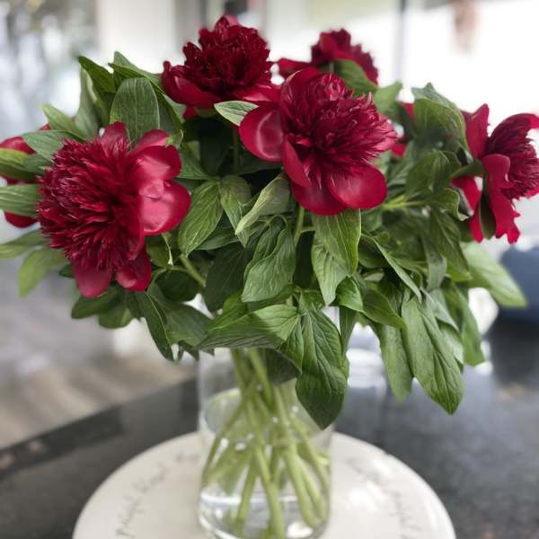 PEONIES in RED