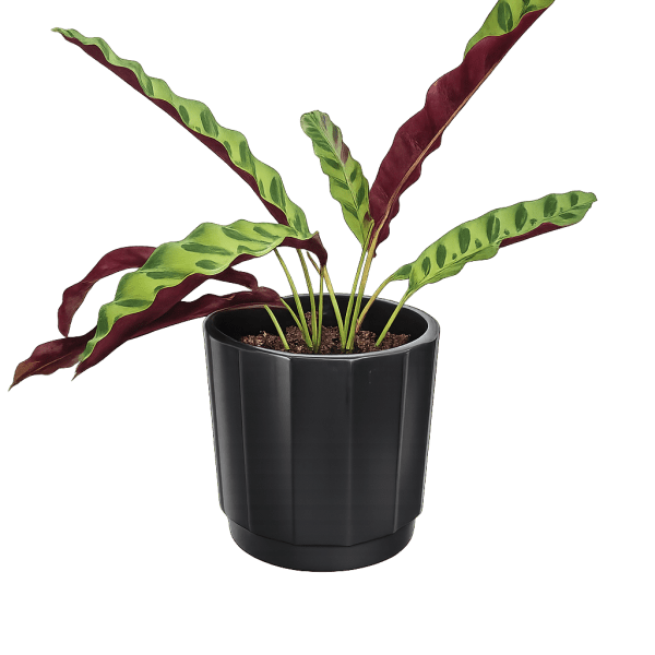 Rattlesnake (Goeppertia insignis) Plant