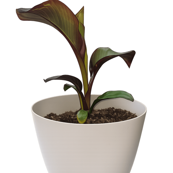 Abyssinian Banana Plant