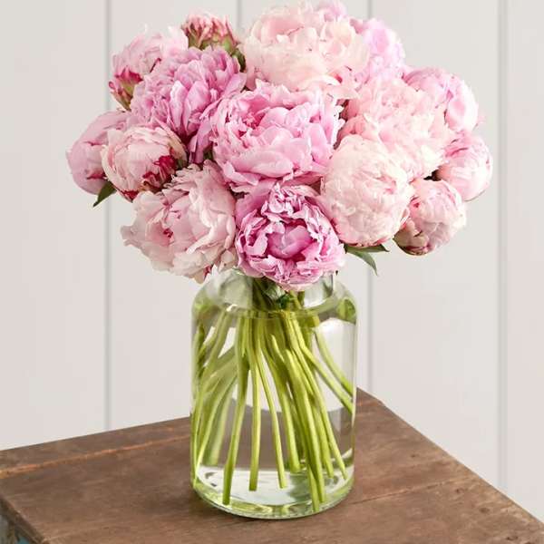 Beautiful Peonies