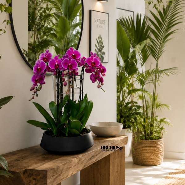Purple Orchids Centerpiece – Same Day Orchid Delivery