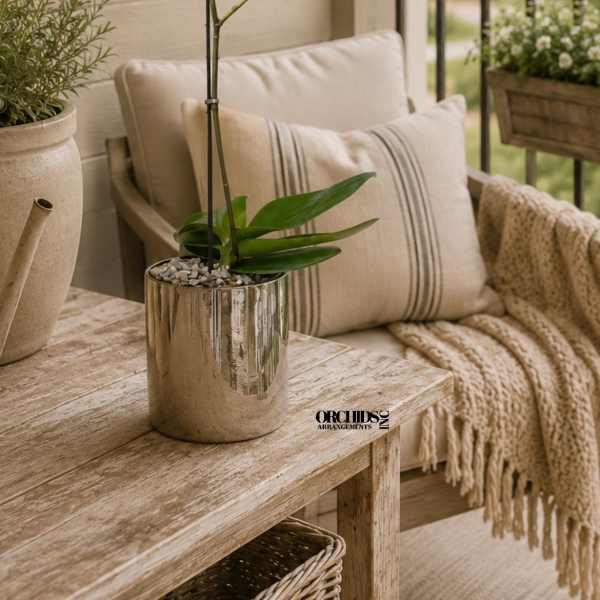 Peach Phalaenopsis Orchids – Flowers Delivery Same Day