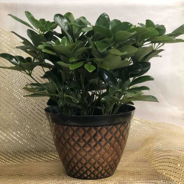 Potted green houseplant in a patterned brown container