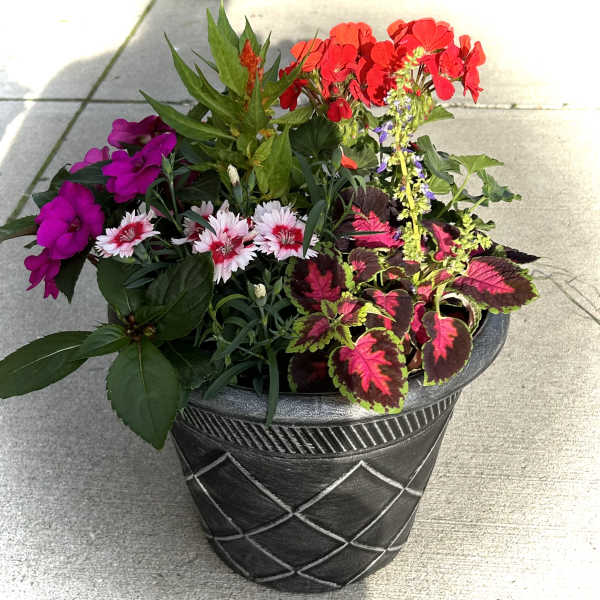 Mixed flowering planter in a black decorative pot with red, pink, and white blooms