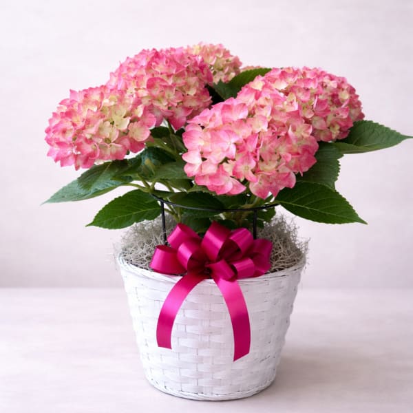 Sweet Blush Bloom