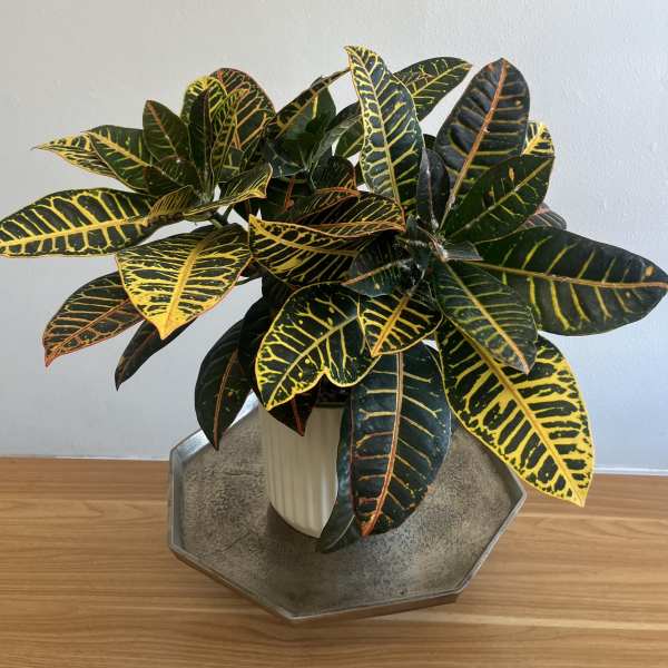 Garden Croton Plant