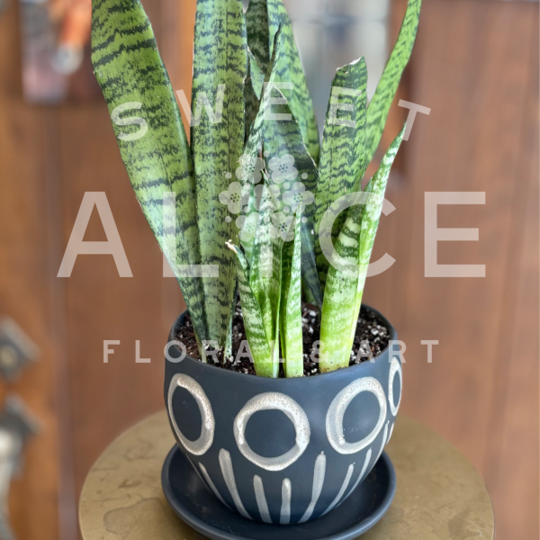 Art Deco Sansevieria