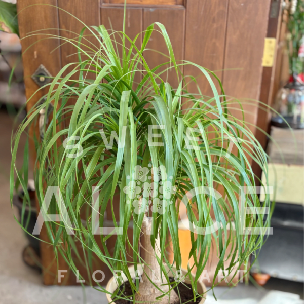 Potted Ponytail Palm